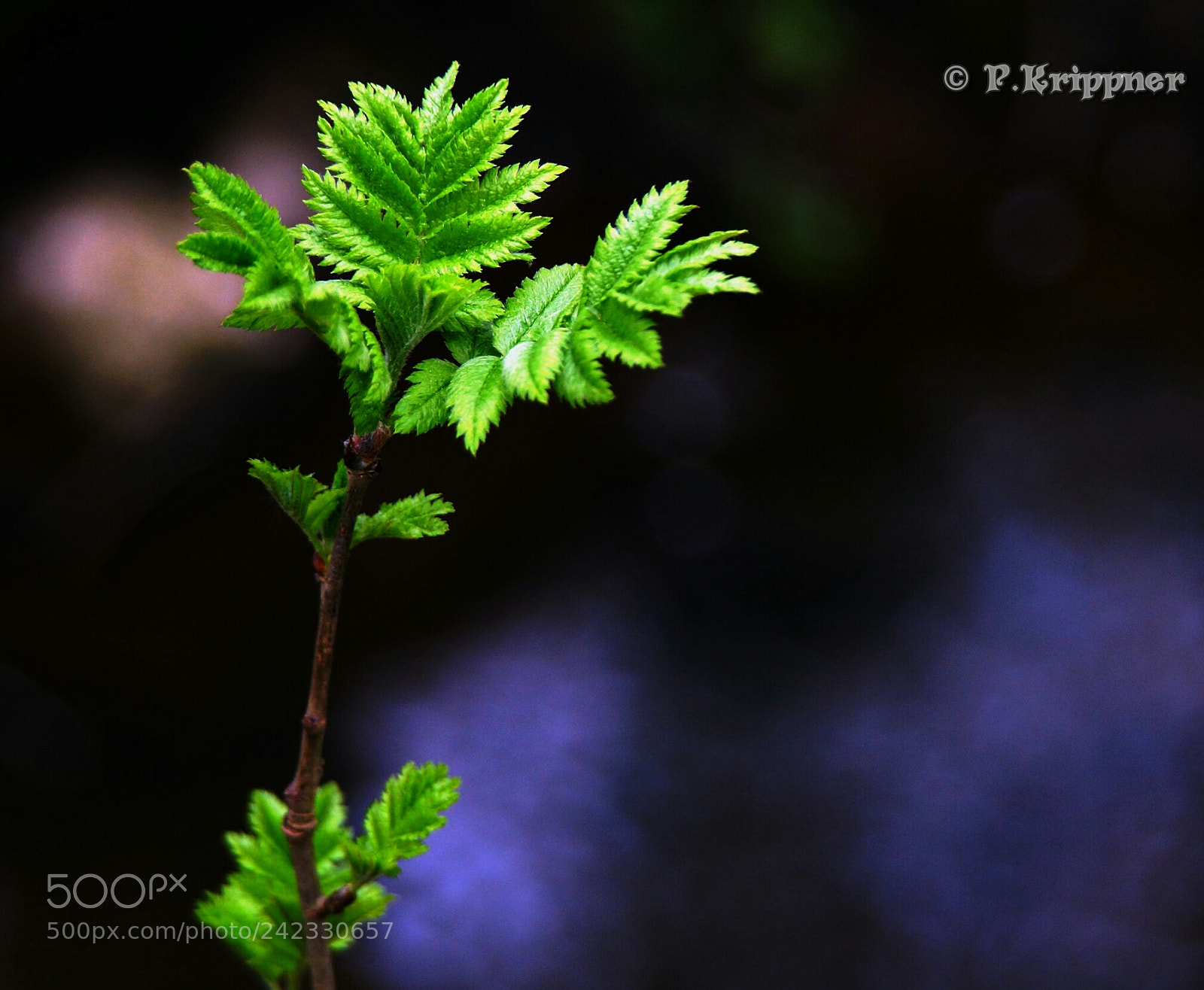 Sony SLT-A77 sample photo. Untitled photography