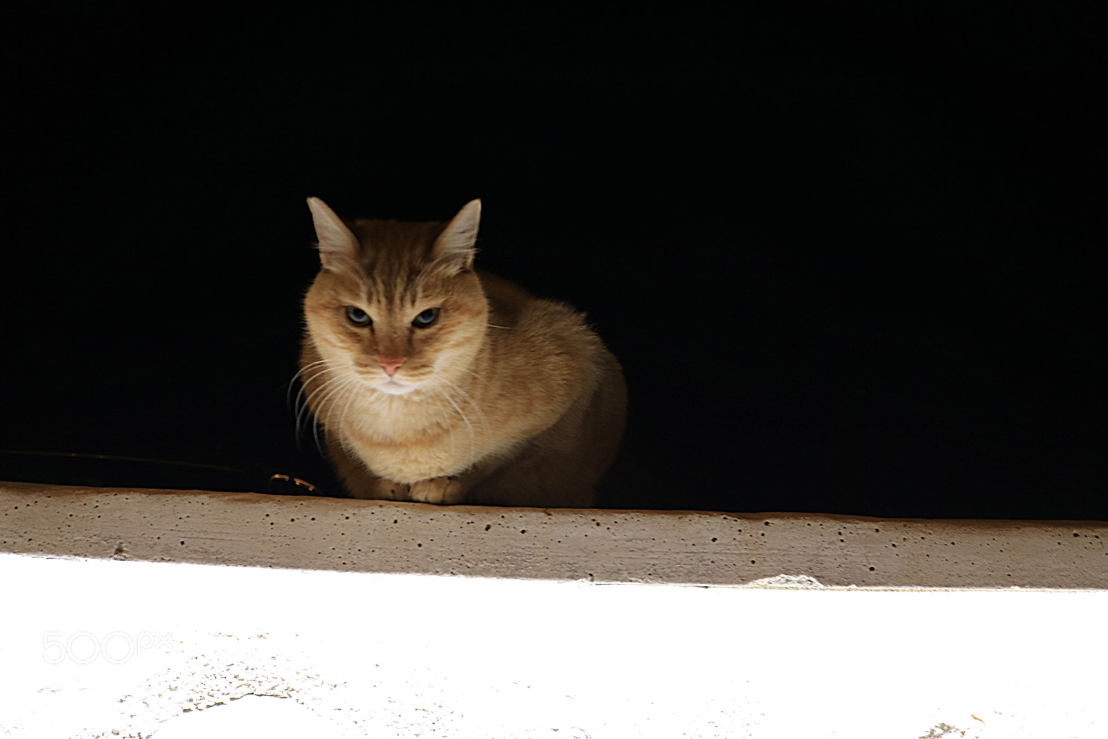 Canon EOS 750D (EOS Rebel T6i / EOS Kiss X8i) sample photo. Bad cat. photography
