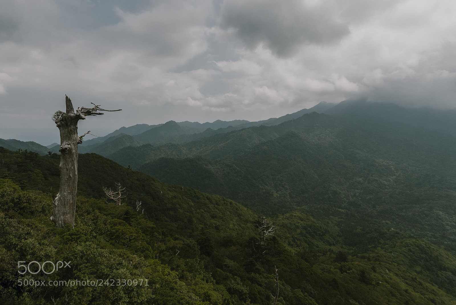 Nikon D80 sample photo. Yakushima photography
