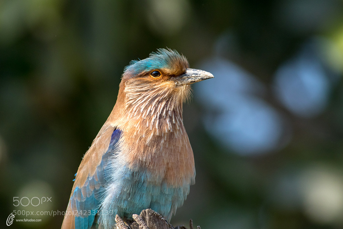 Canon EOS 7D Mark II sample photo. Indian roller photography