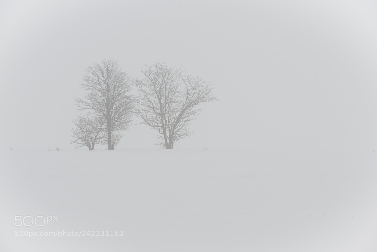 Nikon D800 sample photo. Tree and fog photography