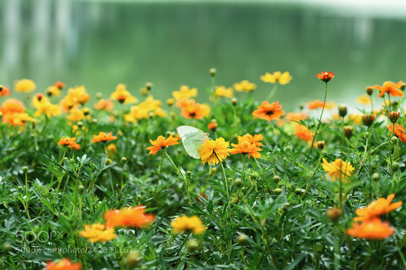 Nikon D7100 sample photo. Untitled photography