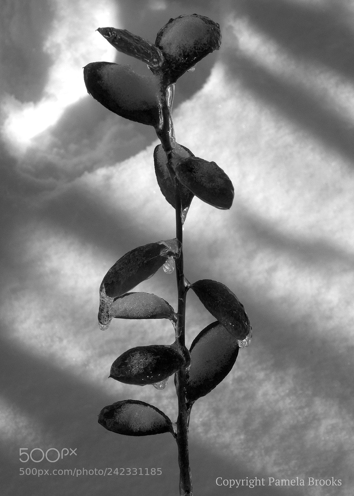 Nikon D90 sample photo. Winter photography