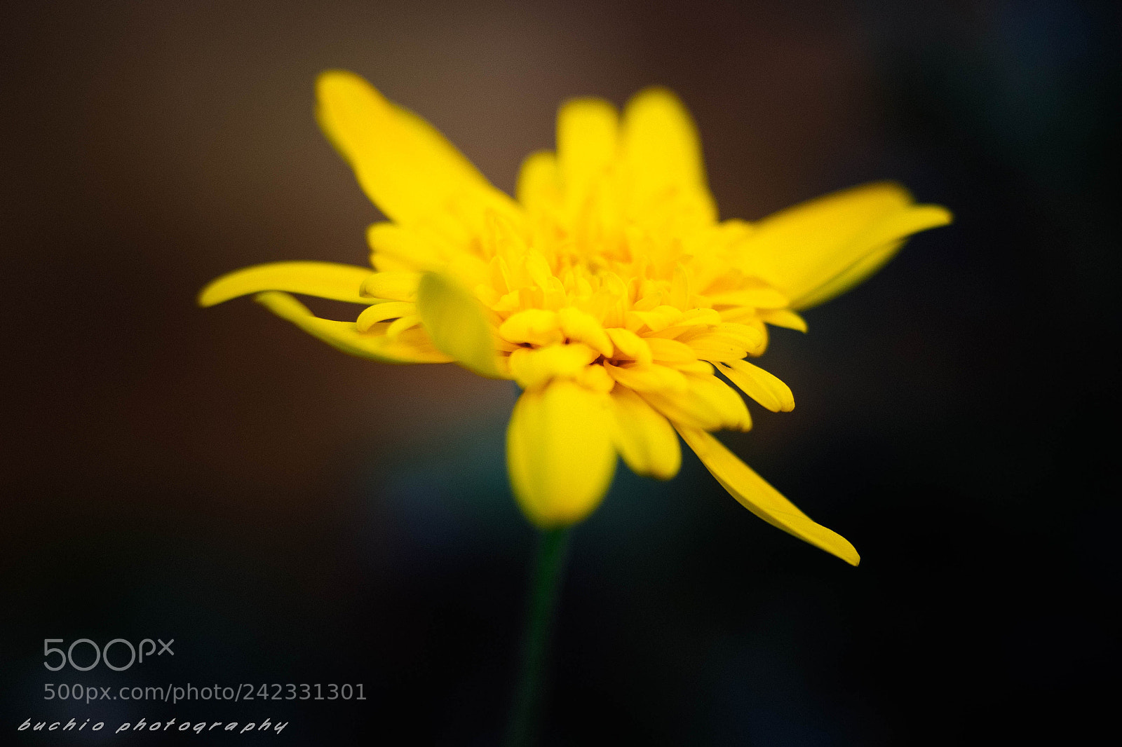 Olympus OM-D E-M1 sample photo. Chrysanthemum photography