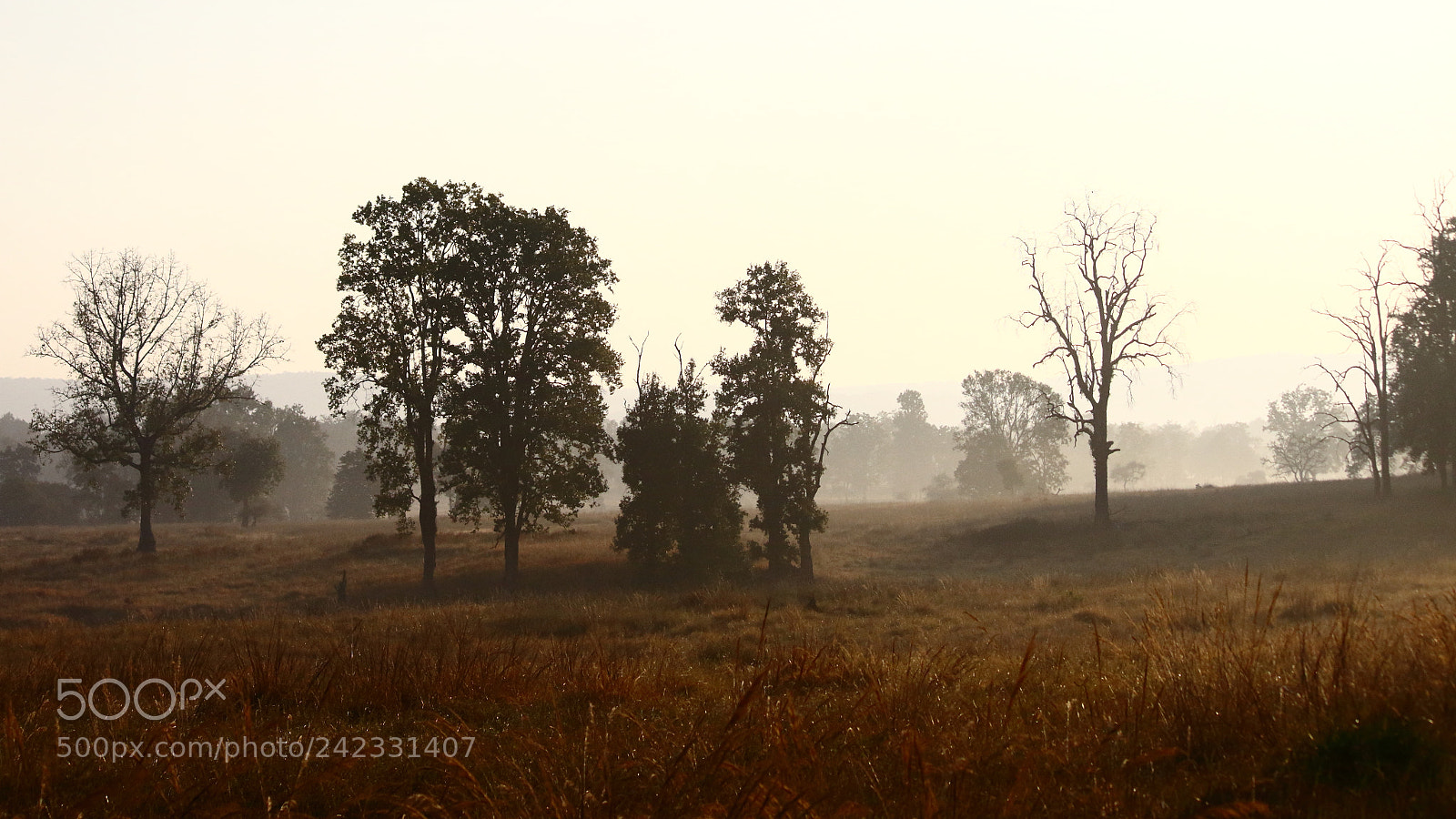 Canon EF-S 55-250mm F4-5.6 IS II sample photo. One morning at kanha photography