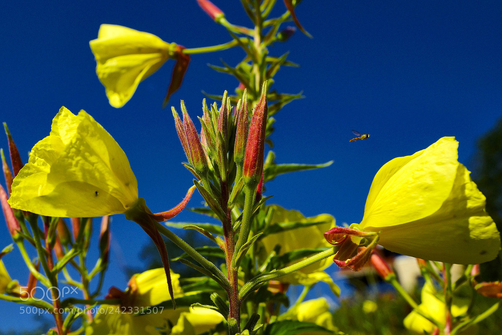 Sony SLT-A77 sample photo. Sulzau 2 photography