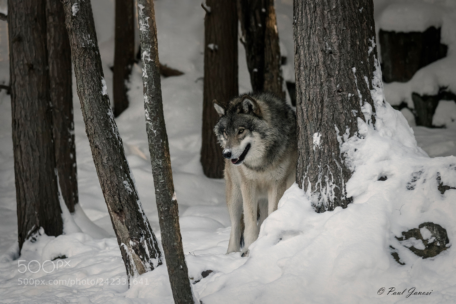 Nikon D850 sample photo. Timber wolf photography
