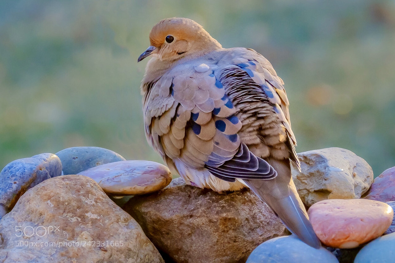 Fujifilm X-T2 sample photo. Morning mourning dove morning photography