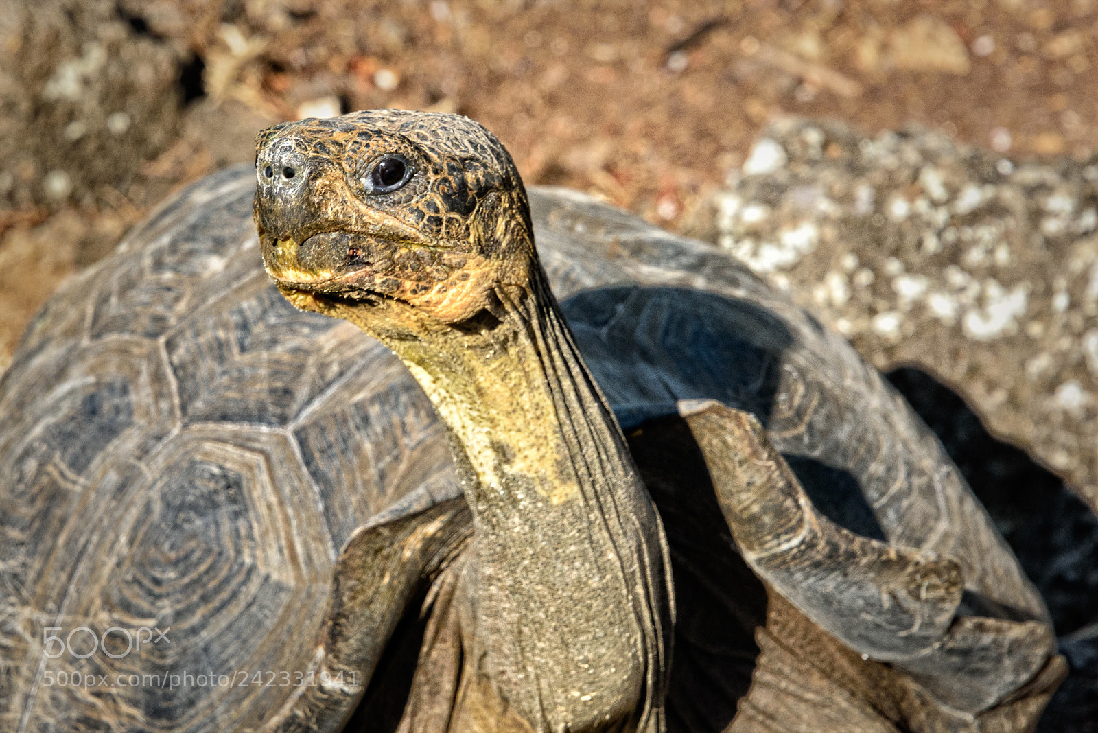 Nikon D810 sample photo. Giant tortoise, galápagos photography