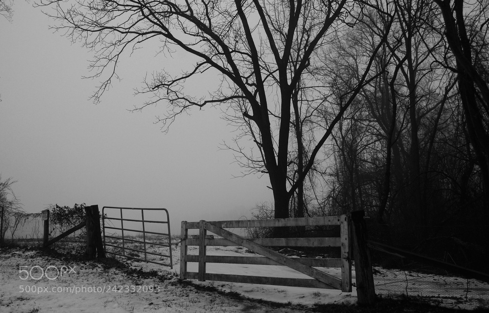 Canon EOS 400D (EOS Digital Rebel XTi / EOS Kiss Digital X) sample photo. Stark beauty photography