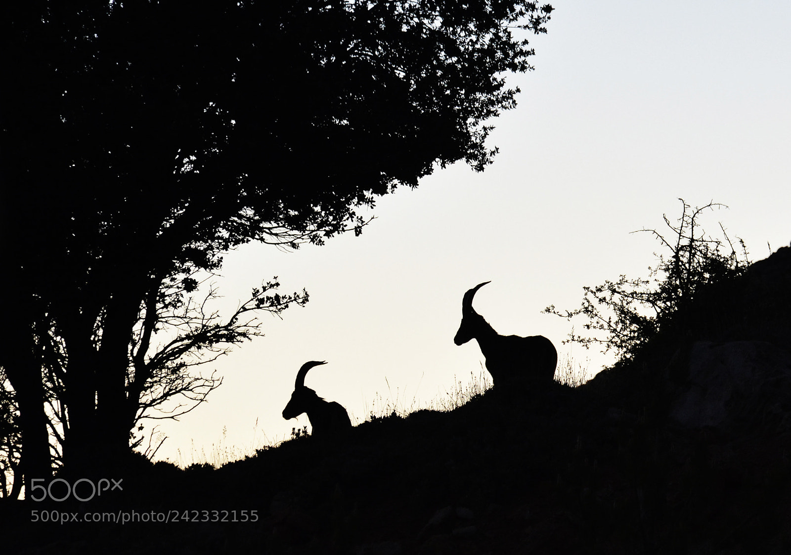 Nikon D7100 sample photo. Vigilando photography