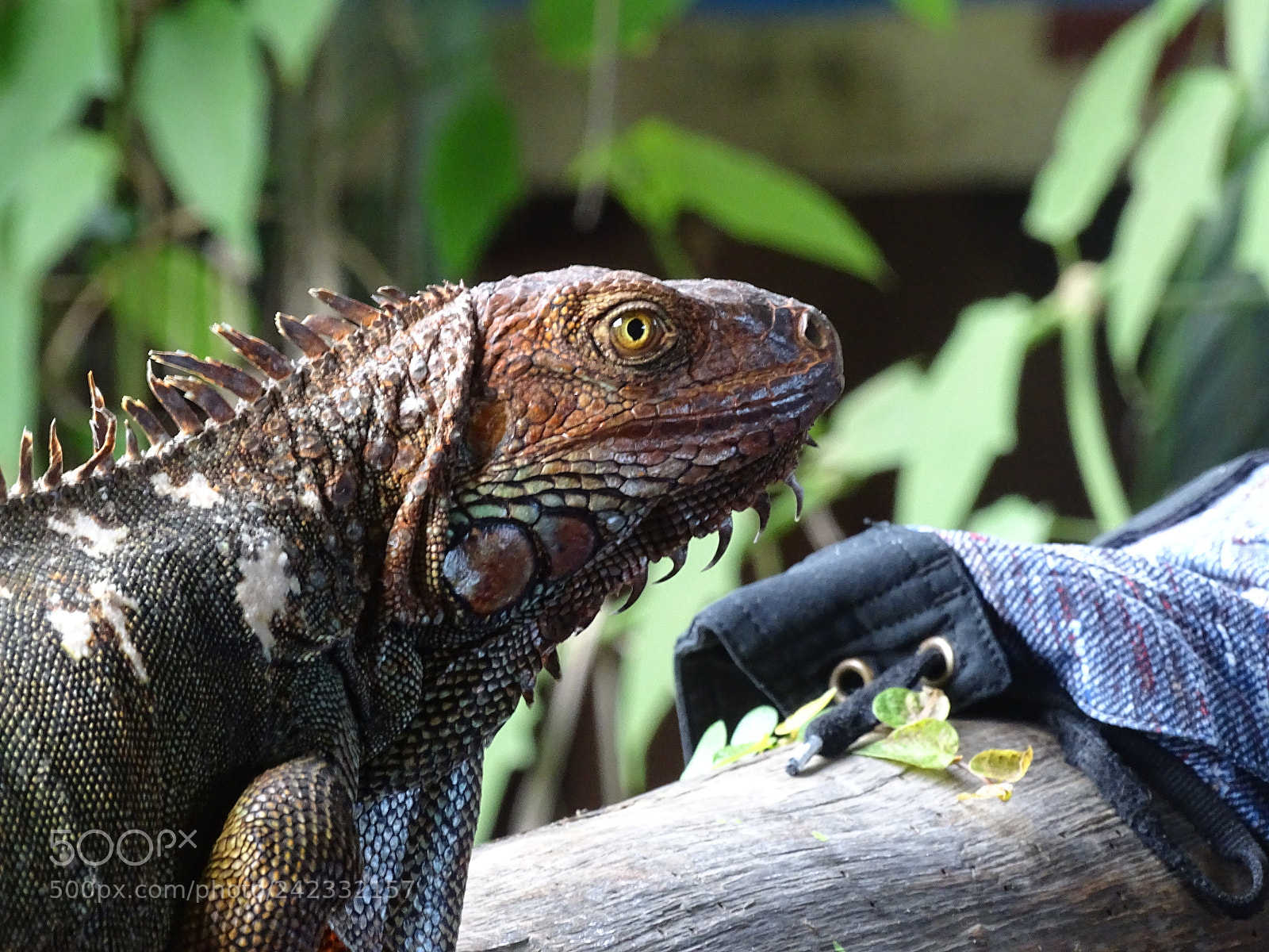 Sony Cyber-shot DSC-HX400V sample photo. Lizard photography