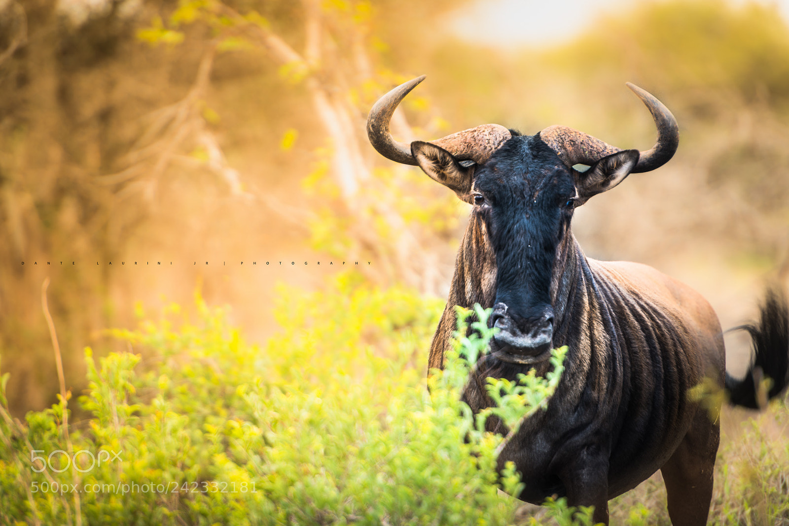 Nikon D800 sample photo. Gnu photography