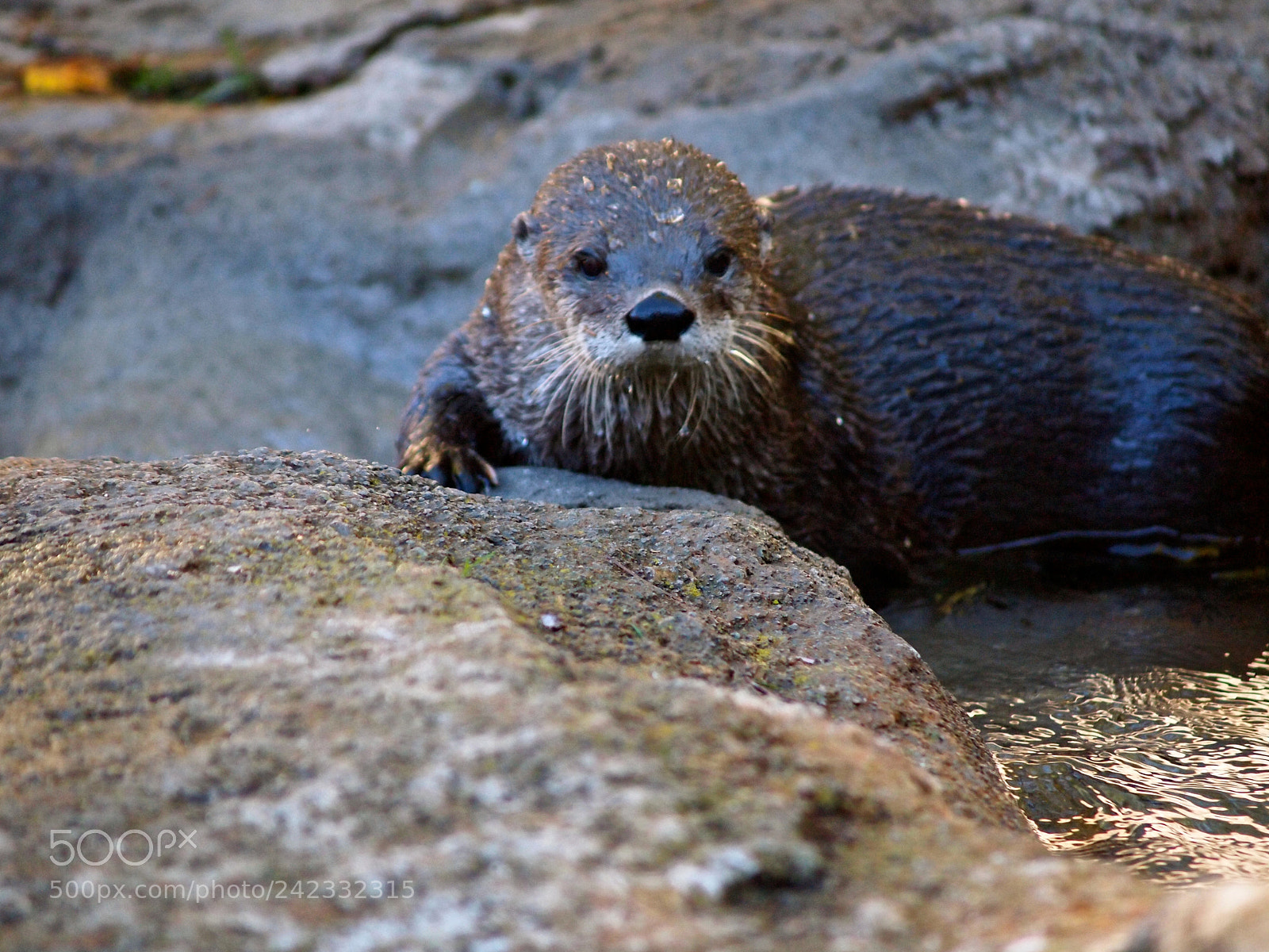 Olympus E-5 sample photo. Otter photography