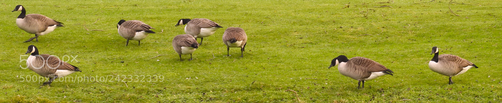 Nikon Coolpix B700 sample photo. Canada geese on lawn photography