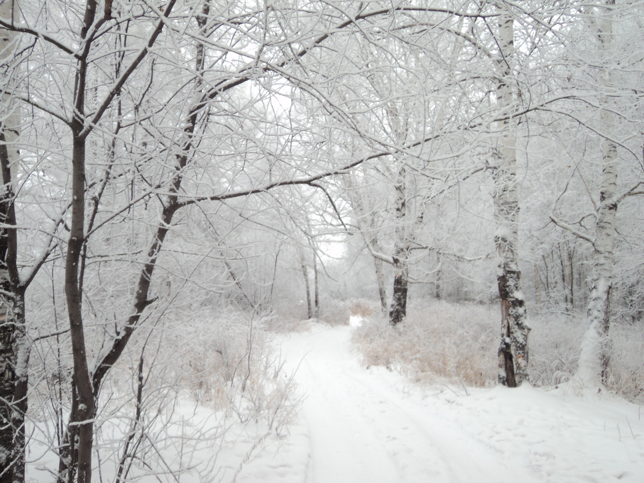 Sony Cyber-shot DSC-W310 sample photo. Winter forest photography