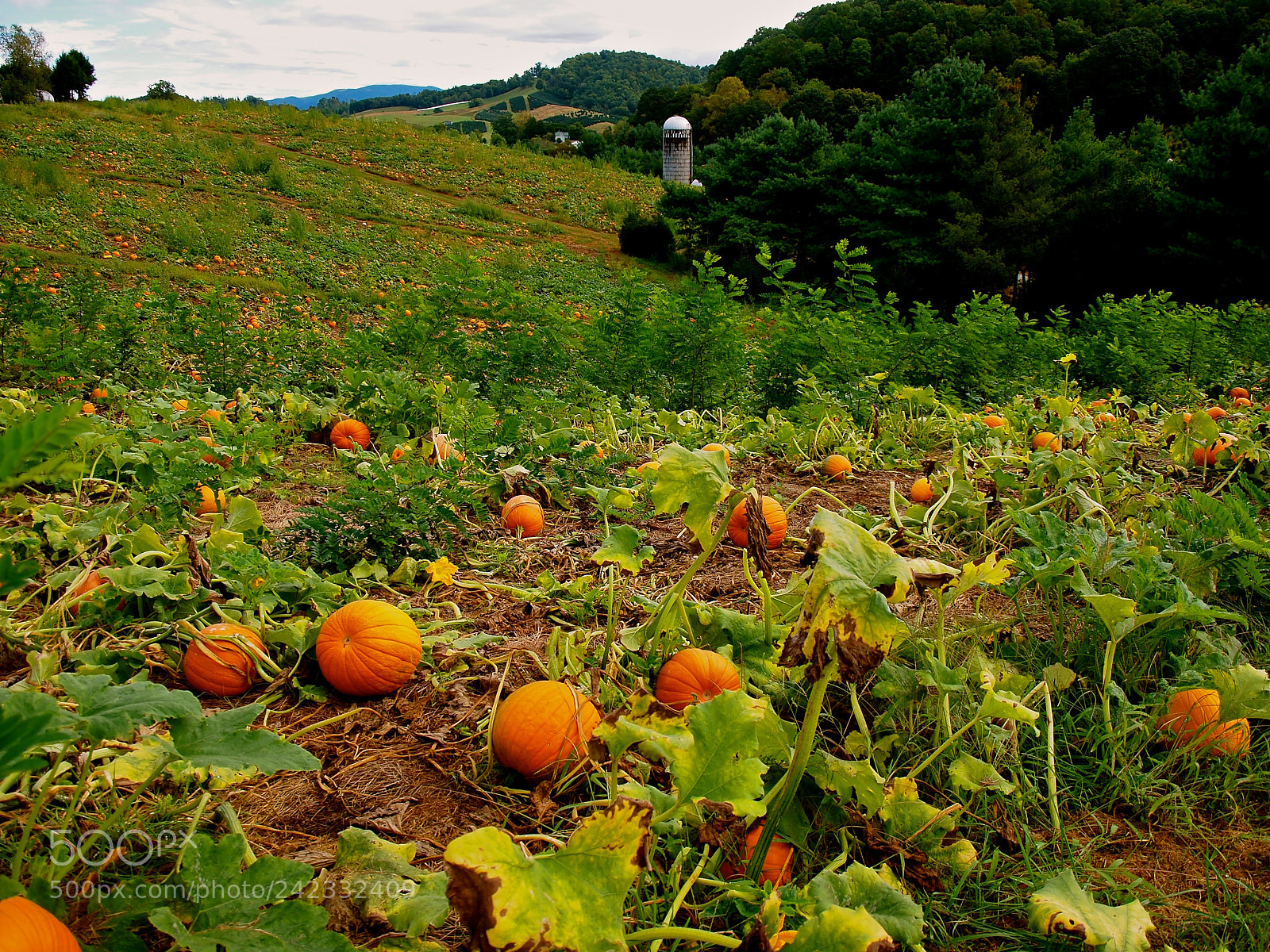 Olympus E-5 sample photo. Pumpkin farm photography
