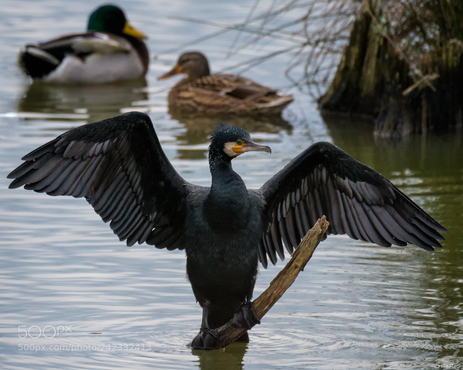 Nikon D800 sample photo. Phalacrocorax carbo photography