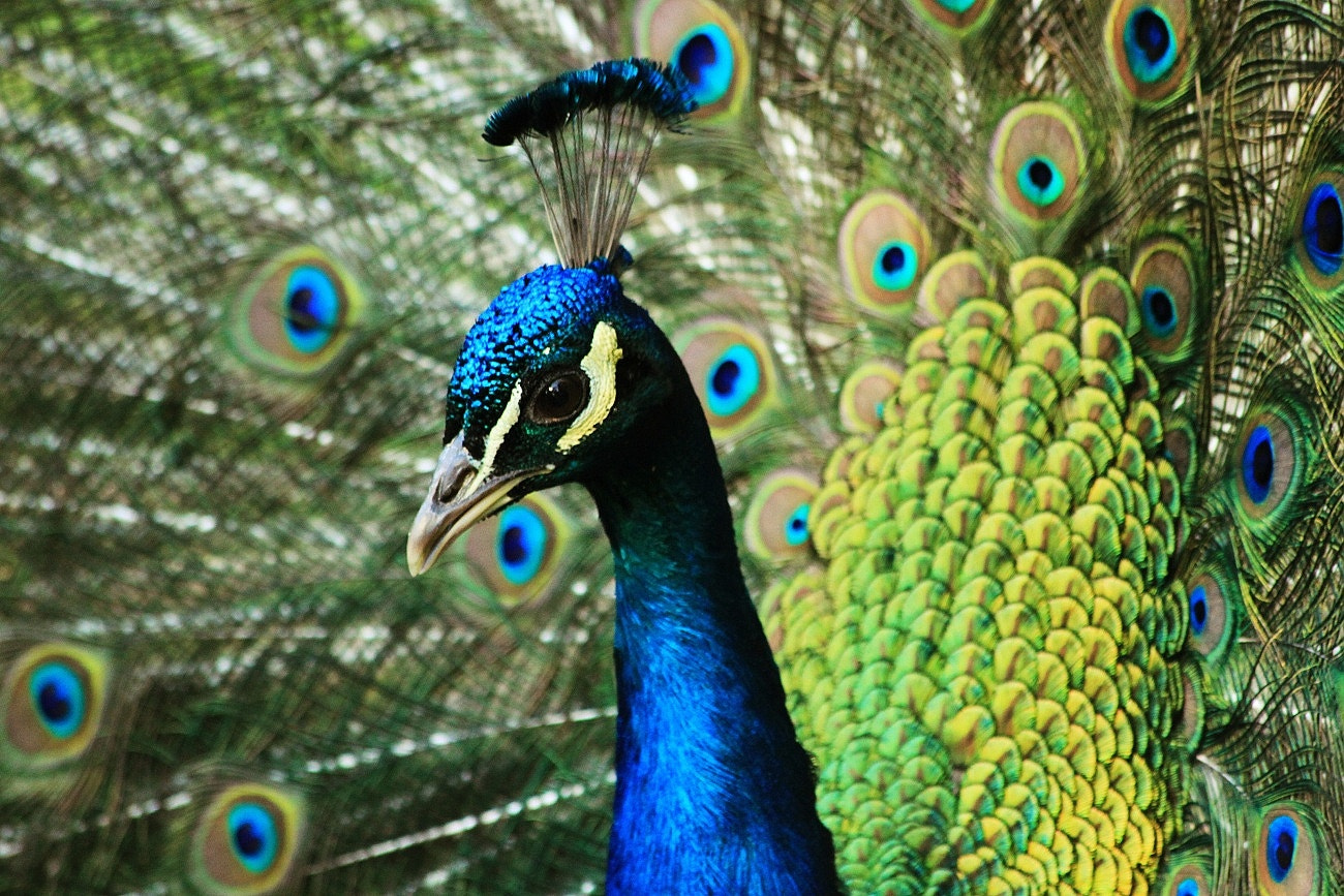 Canon EF 70-300mm F4-5.6 IS USM sample photo. Peacock photography