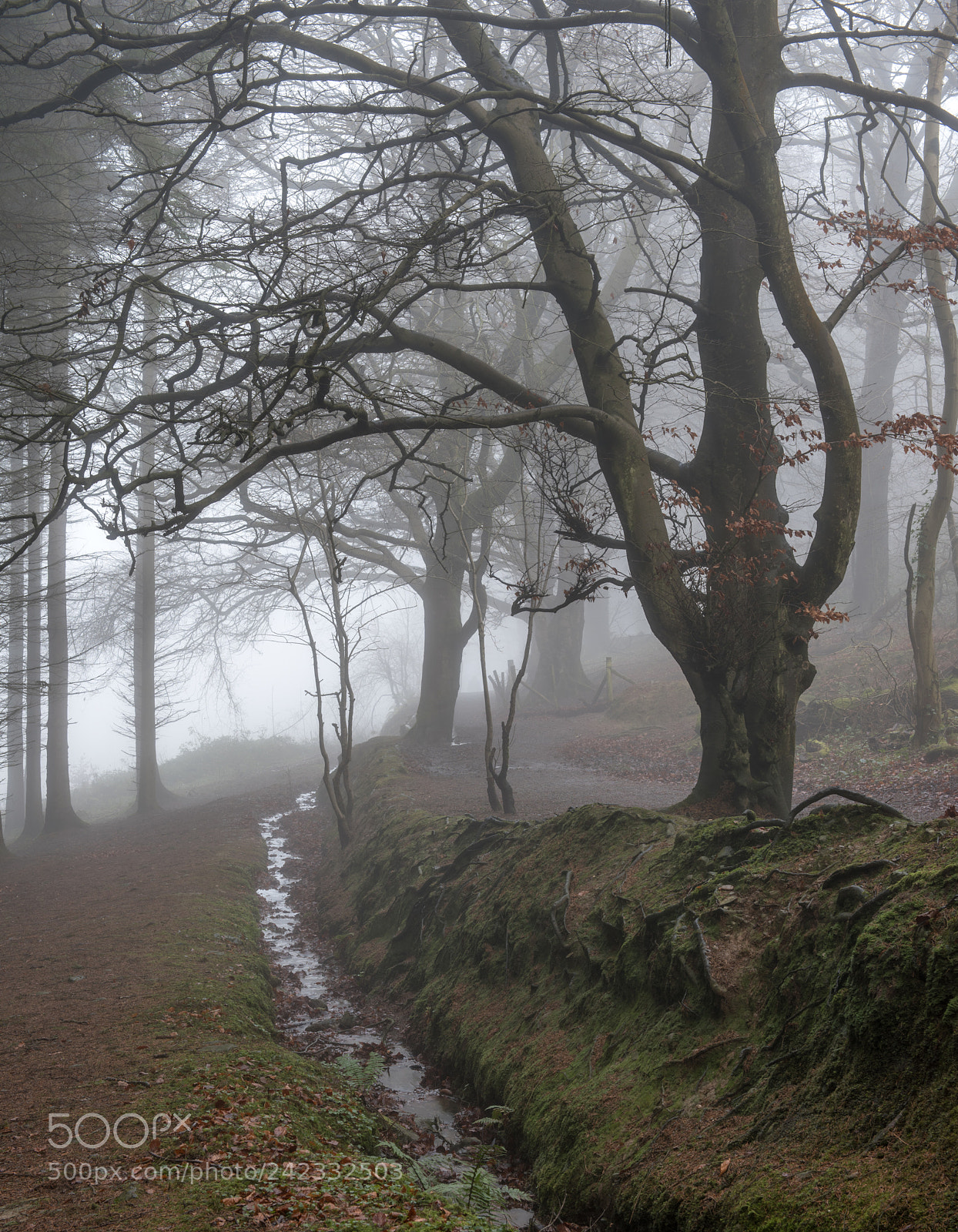 Nikon D810 sample photo. The forest edge photography