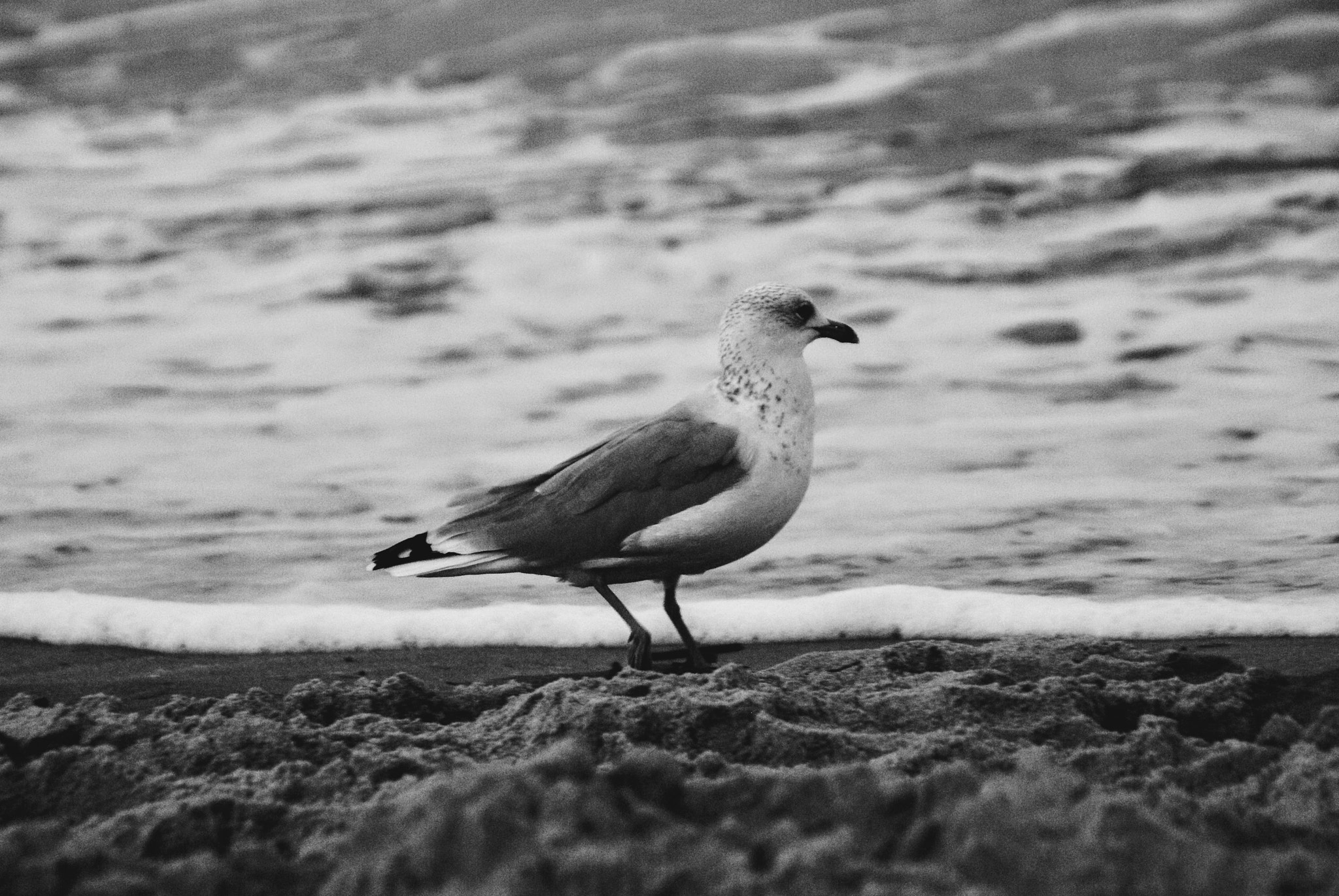 Sony DT 18-200mm F3.5-6.3 sample photo. Shorelife! photography