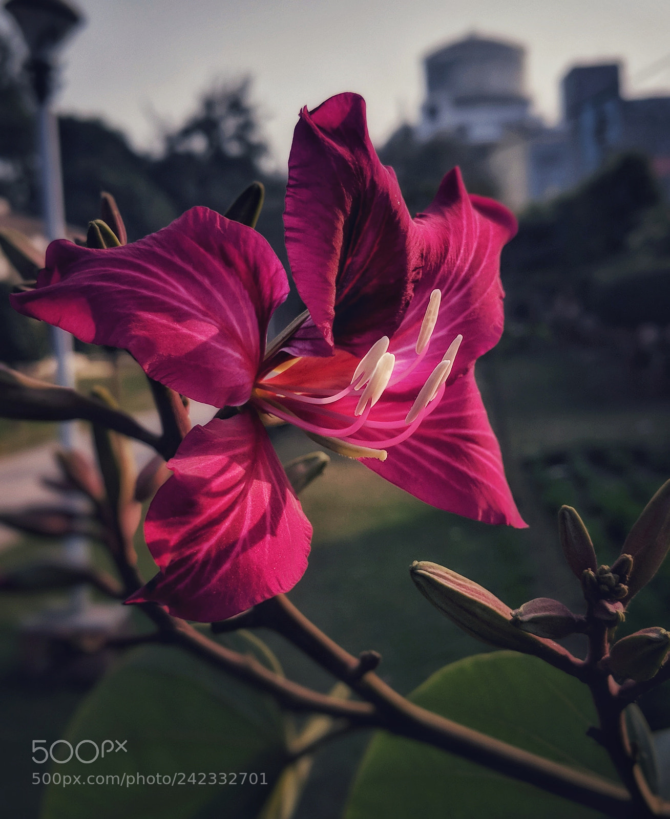 Google Pixel 2 XL sample photo. Hippeastrum photography
