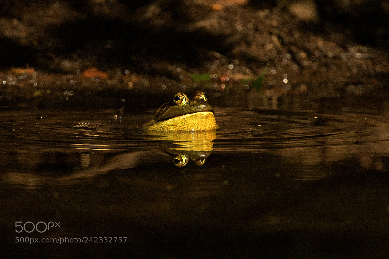 Canon EOS 7D Mark II sample photo. Bullfrog gold call photography