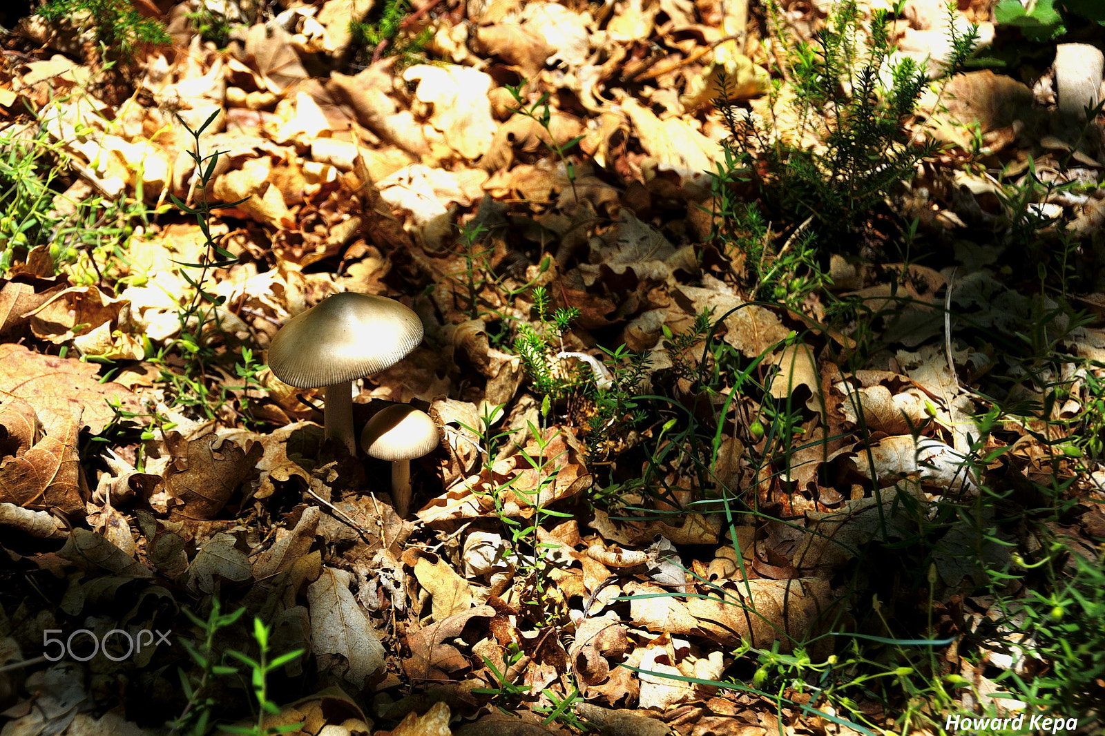 Nikon D7100 sample photo. Juntas. photography