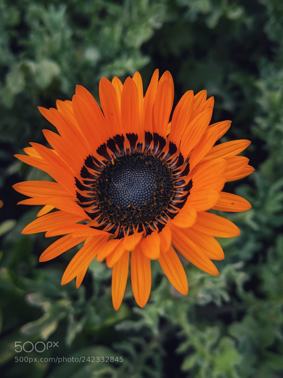 Google Pixel 2 XL sample photo. Orange is the new photography