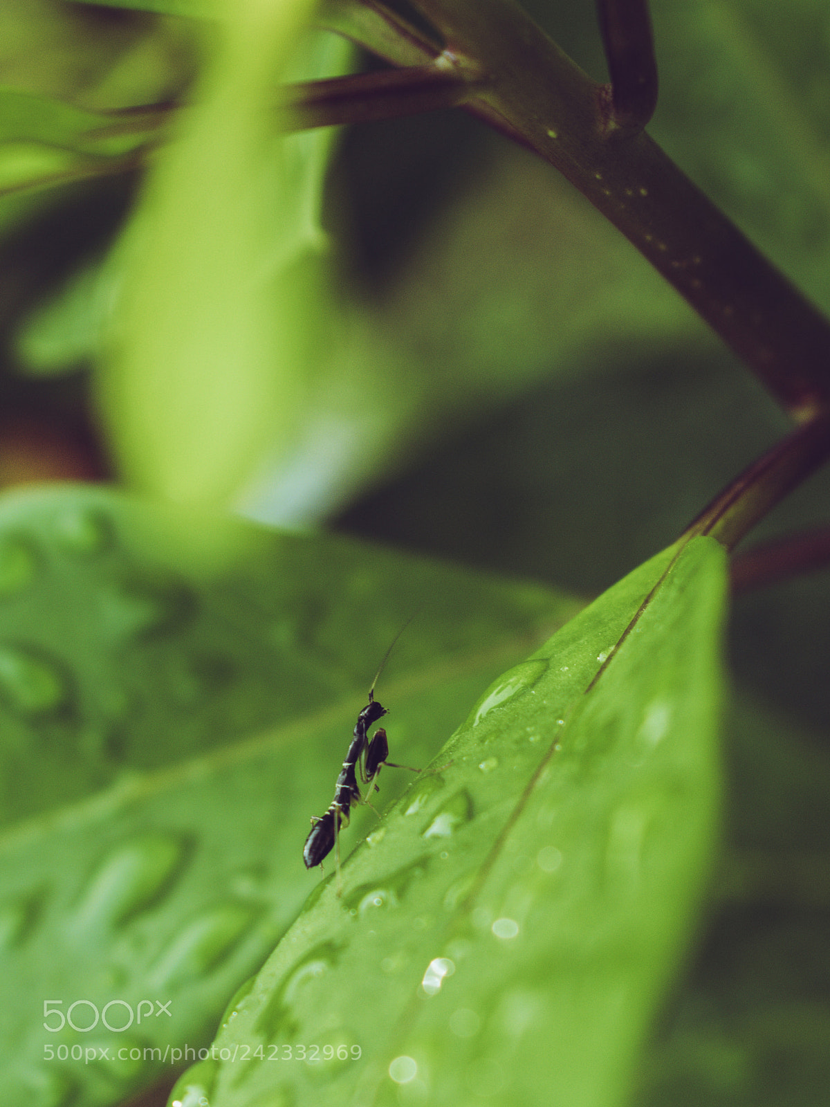 Nikon D3400 sample photo. Walk up photography