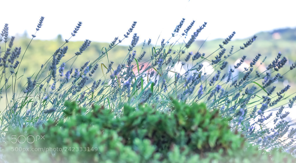 Canon EOS-1Ds Mark III sample photo. Z photography