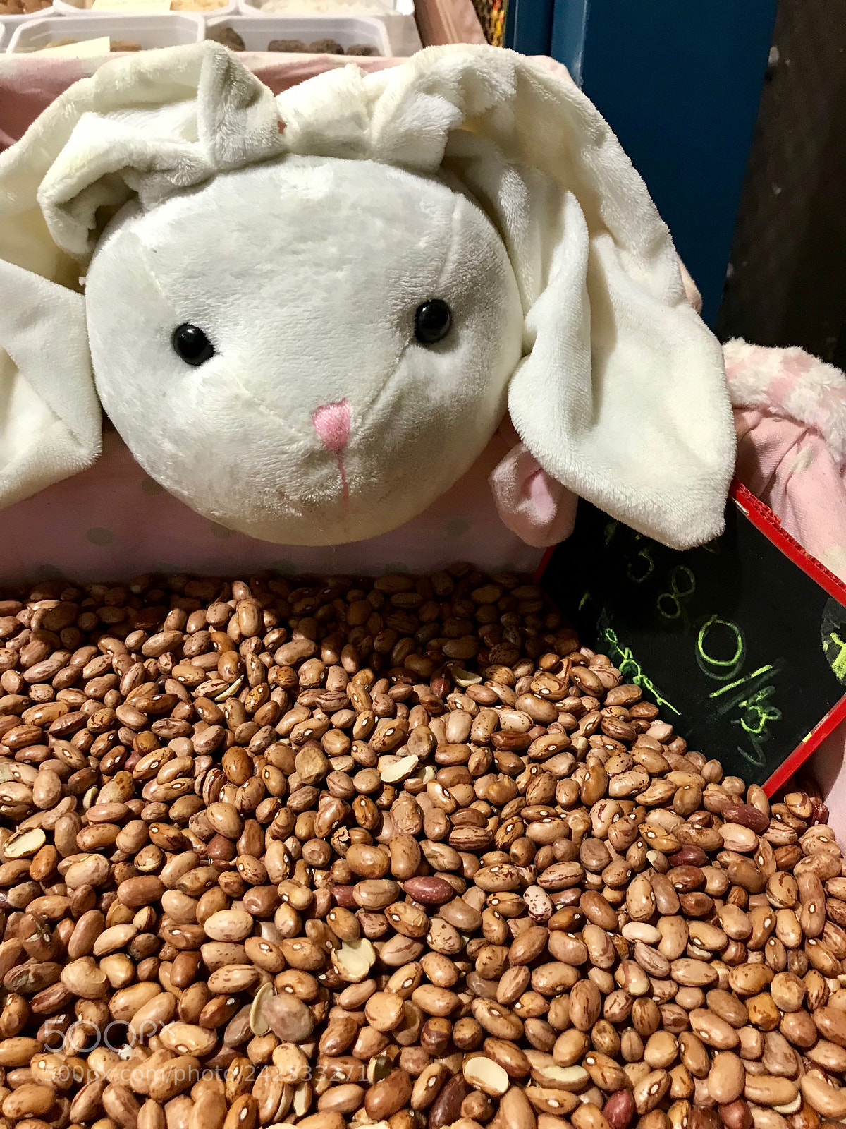 Apple iPhone 7 Plus sample photo. Bean bunny says it photography