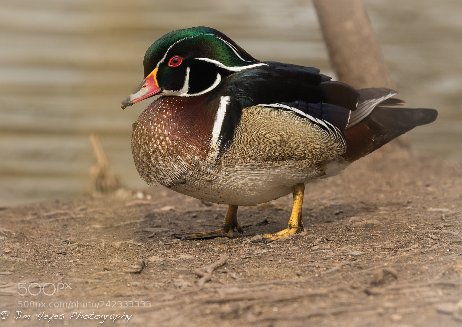Canon EOS 7D Mark II sample photo. Wood duck chillin photography