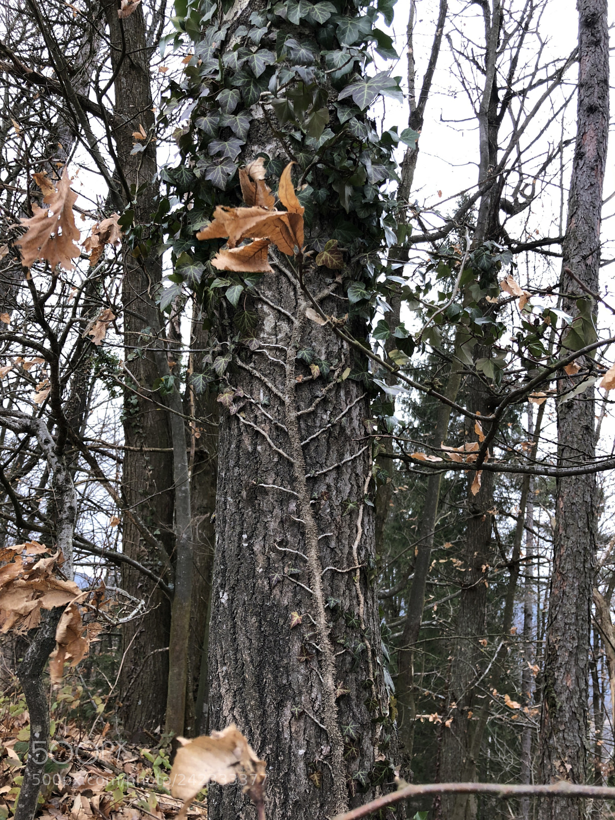 Apple iPhone 8 sample photo. Compromised tree photography