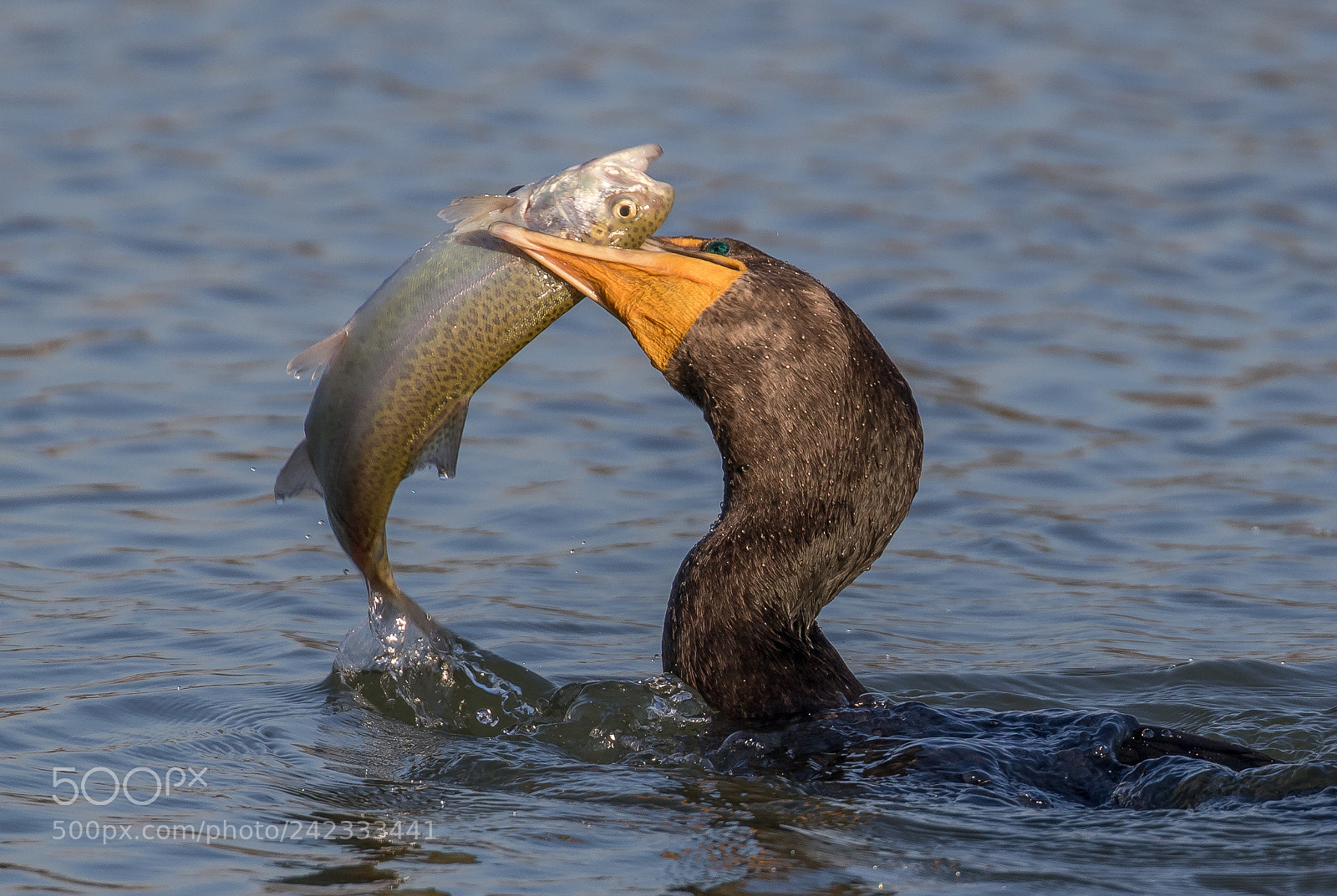 Canon EOS 7D Mark II sample photo. Cormorant fishing photography