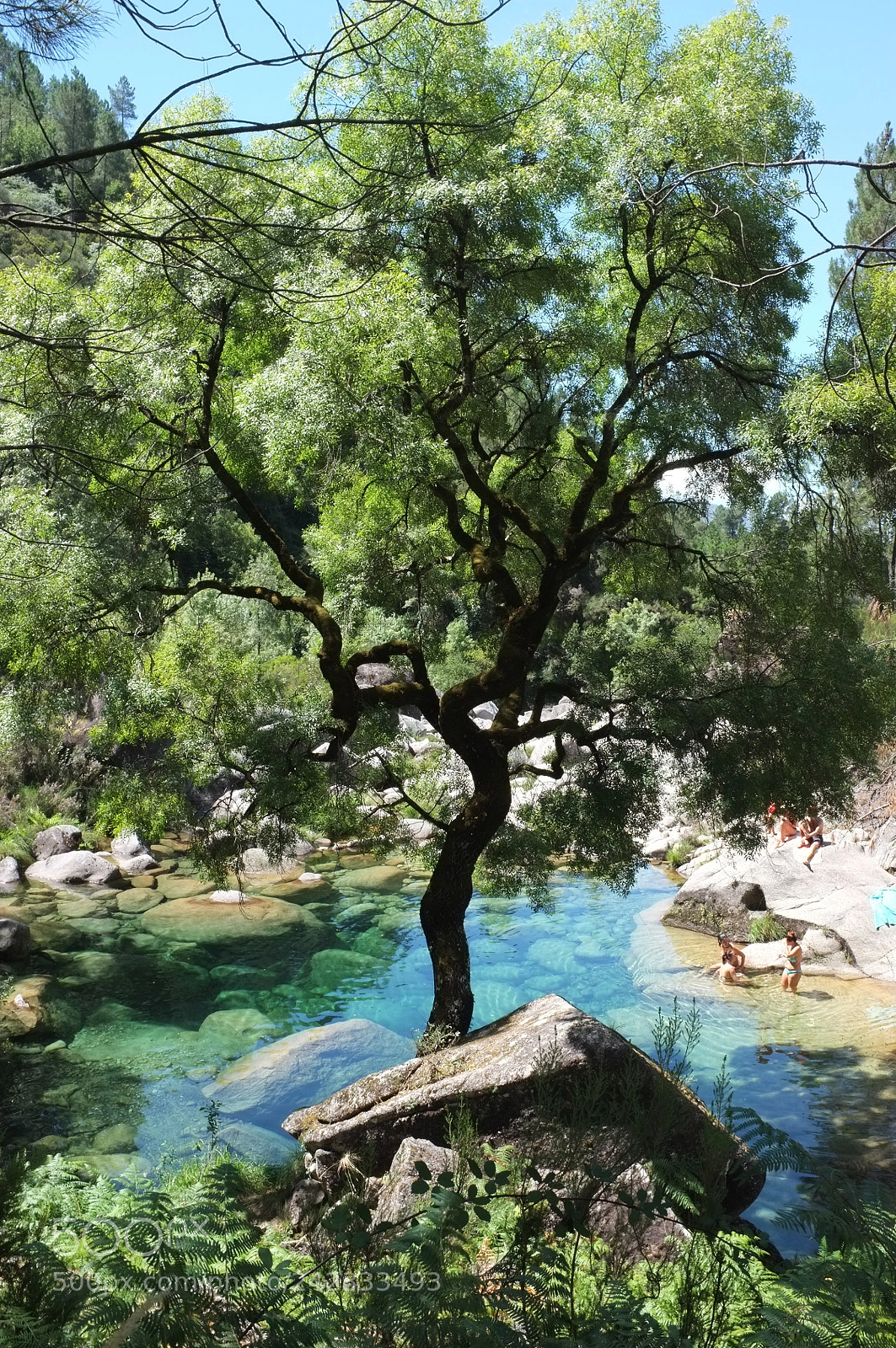 Fujifilm FinePix X100 sample photo. Tree of eden photography