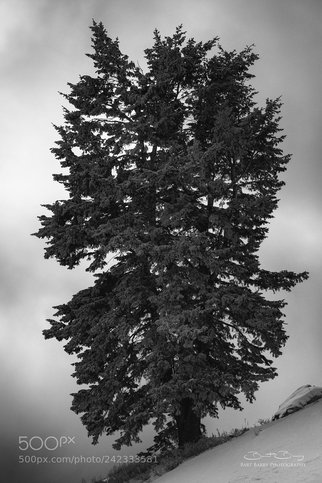 Nikon D850 sample photo. Frost giant photography