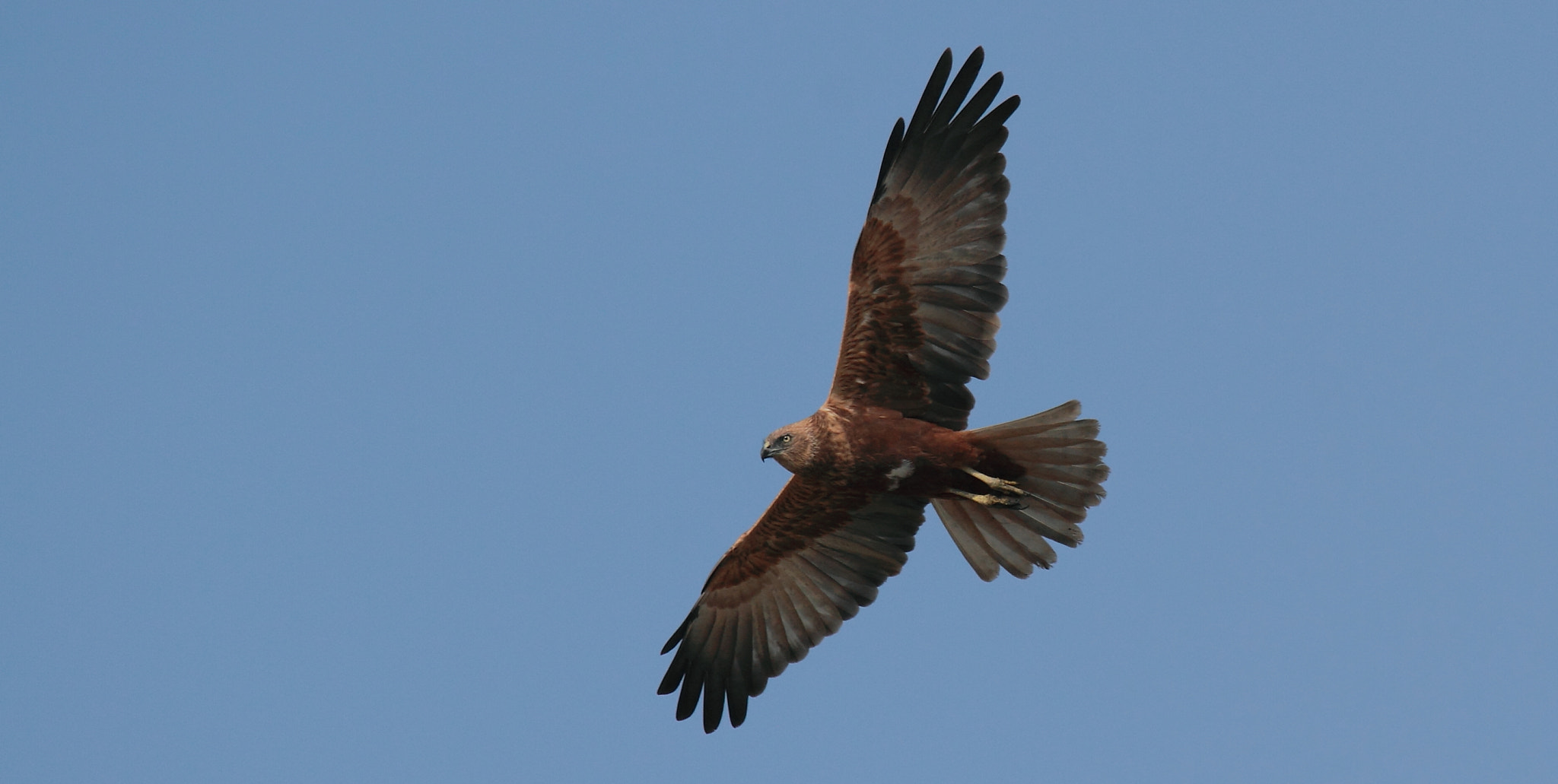 Tamron SP 150-600mm F5-6.3 Di VC USD sample photo. The western marsh harrier (circus aeruginosus)... photography