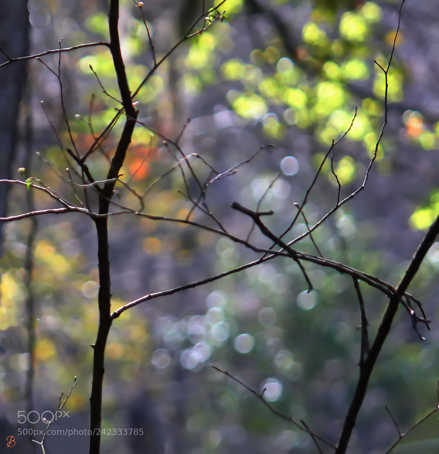 Canon EOS 550D (EOS Rebel T2i / EOS Kiss X4) sample photo. Fallen leaves -bare tree photography