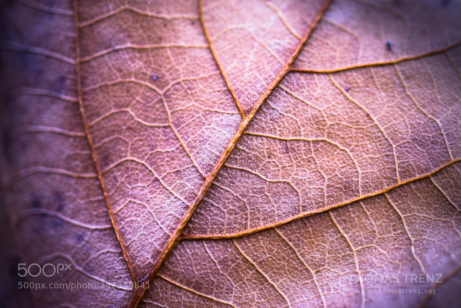 Nikon D600 sample photo. Vergänglichkeit photography