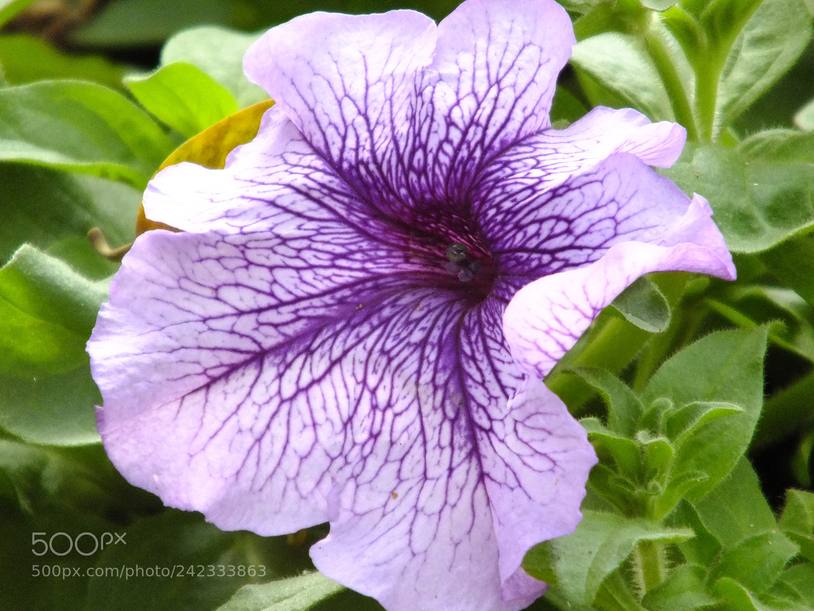 Fujifilm FinePix HS30EXR sample photo. Flower photography