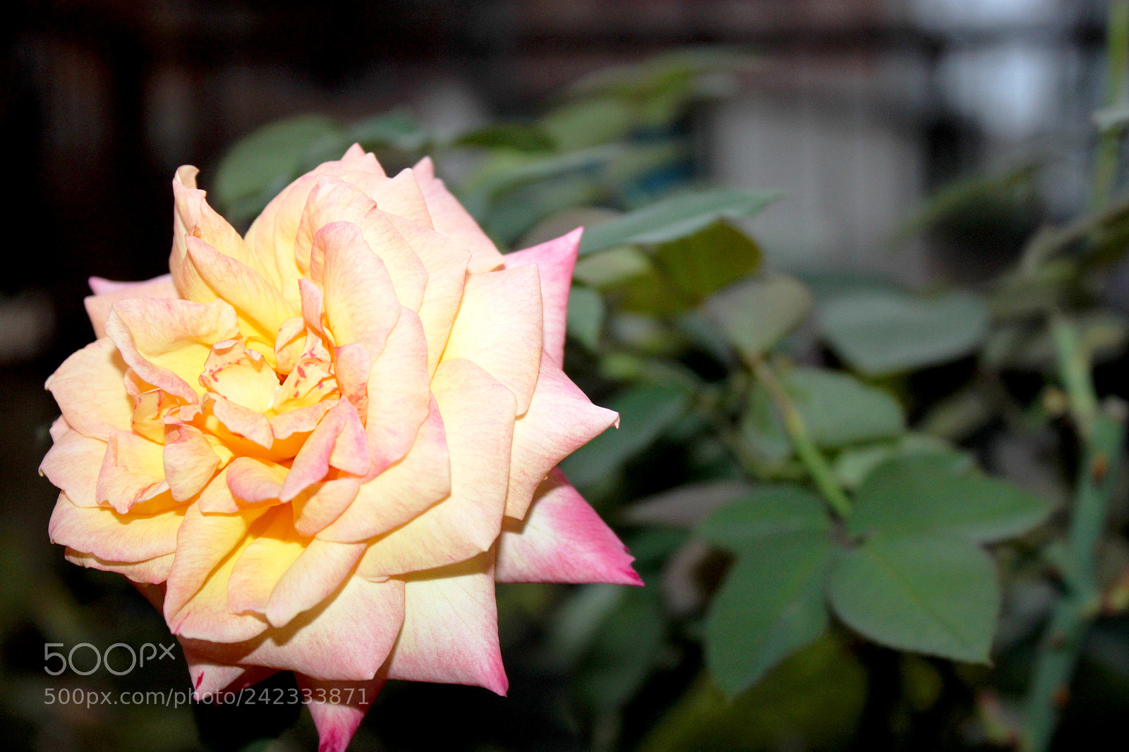 Canon EOS 500D (EOS Rebel T1i / EOS Kiss X3) sample photo. Img photography