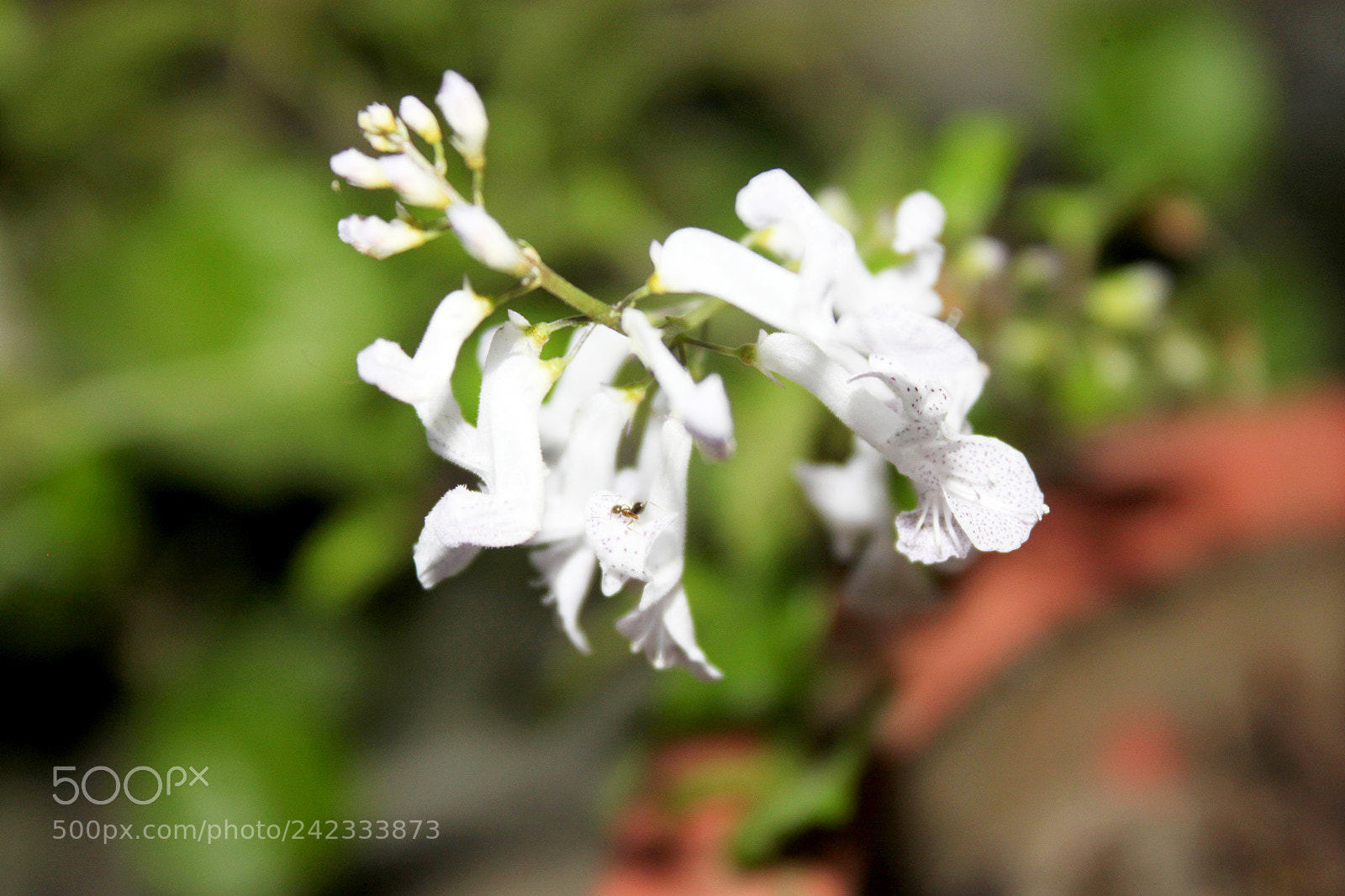 Canon EOS 500D (EOS Rebel T1i / EOS Kiss X3) sample photo. Img photography