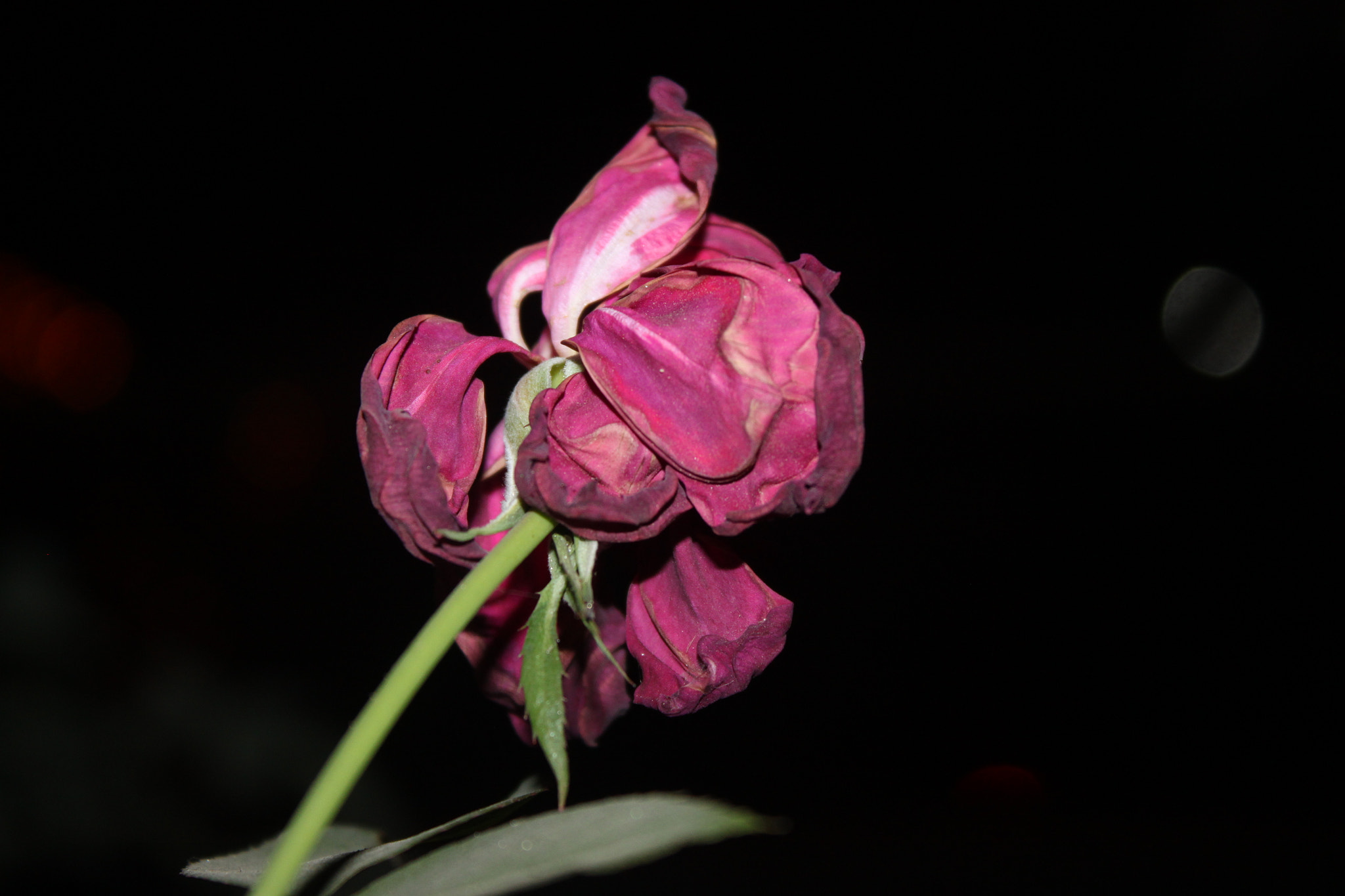 Canon EOS 500D (EOS Rebel T1i / EOS Kiss X3) sample photo. Img photography