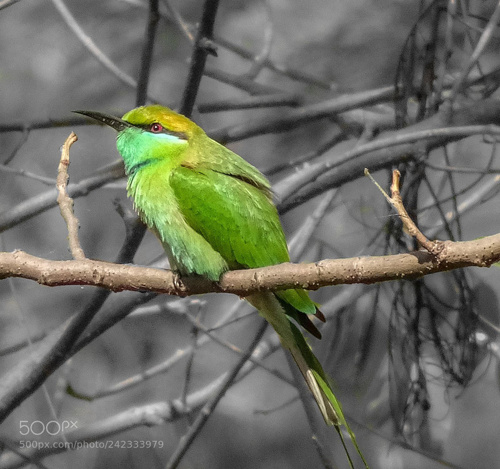 Sony Cyber-shot DSC-HX90V sample photo. Green bee eater photography