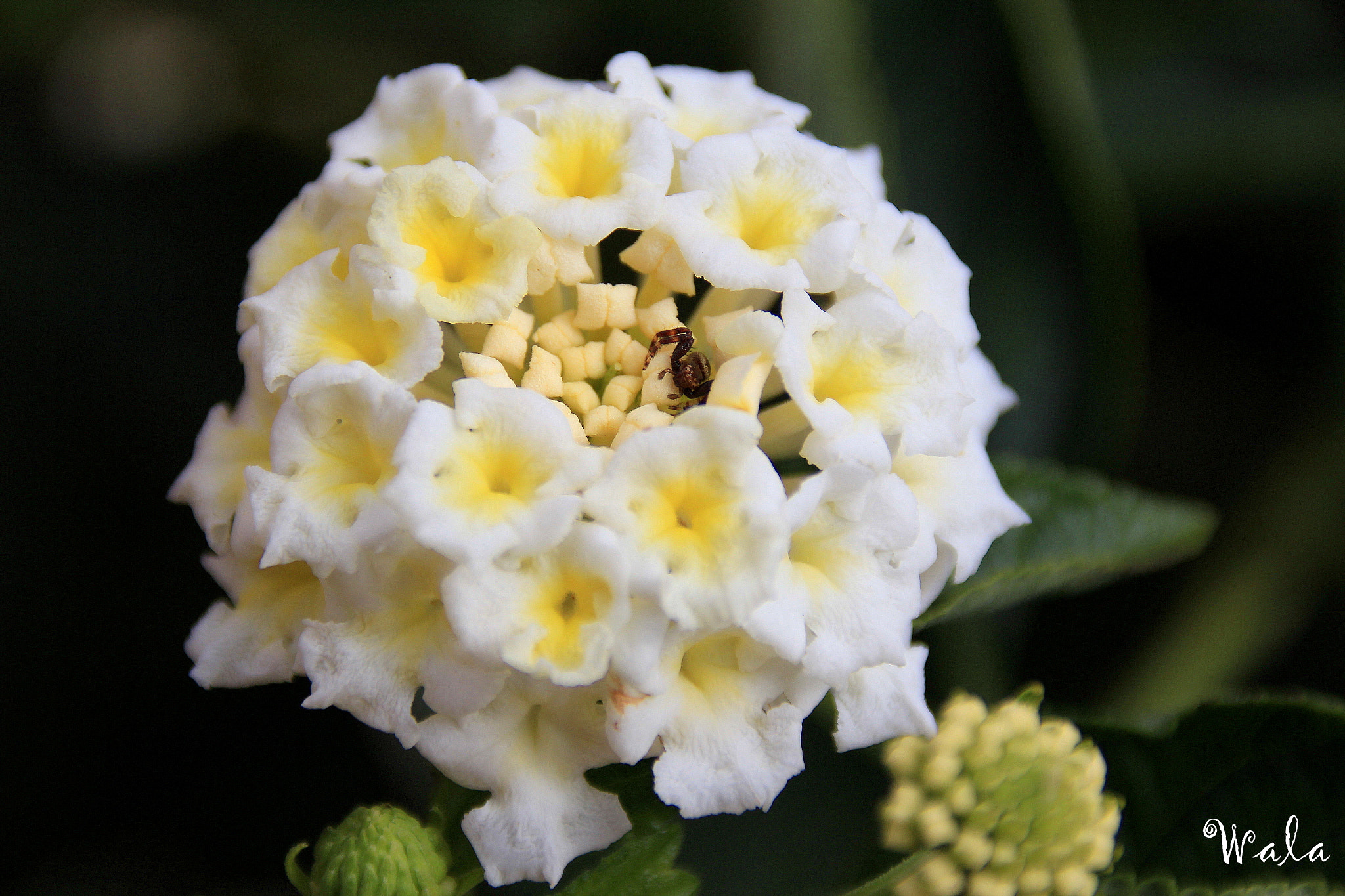 Canon EF 75-300mm F4.0-5.6 IS USM sample photo. Hidden photography