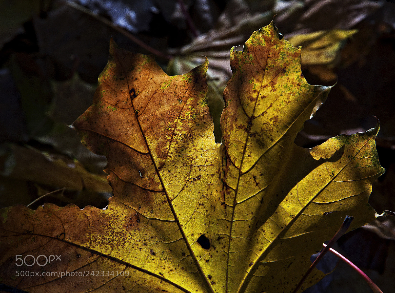 Canon EOS 40D sample photo. Lantern of the autumn photography