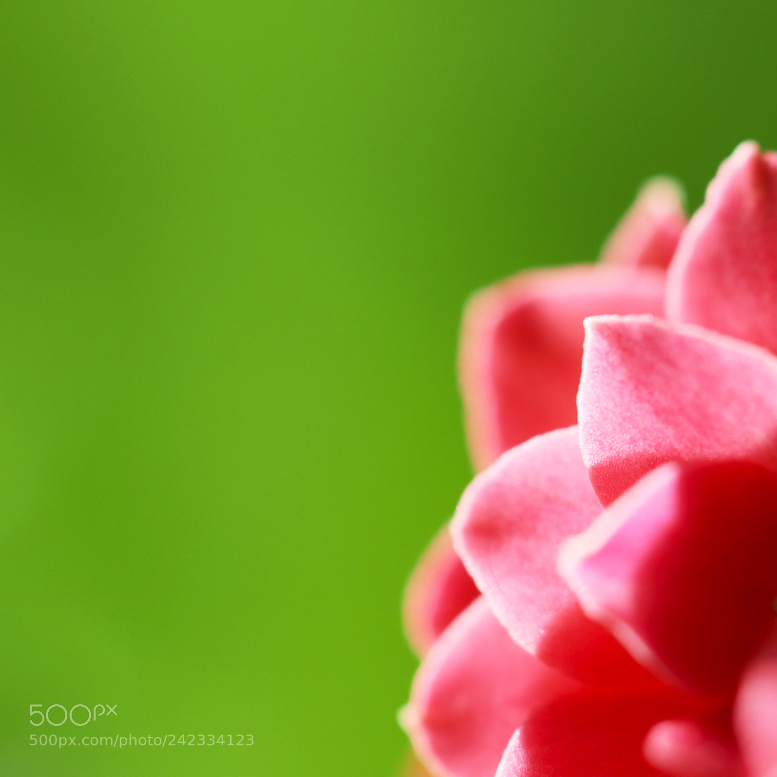 Canon EOS-1D X Mark II sample photo. 花 photography