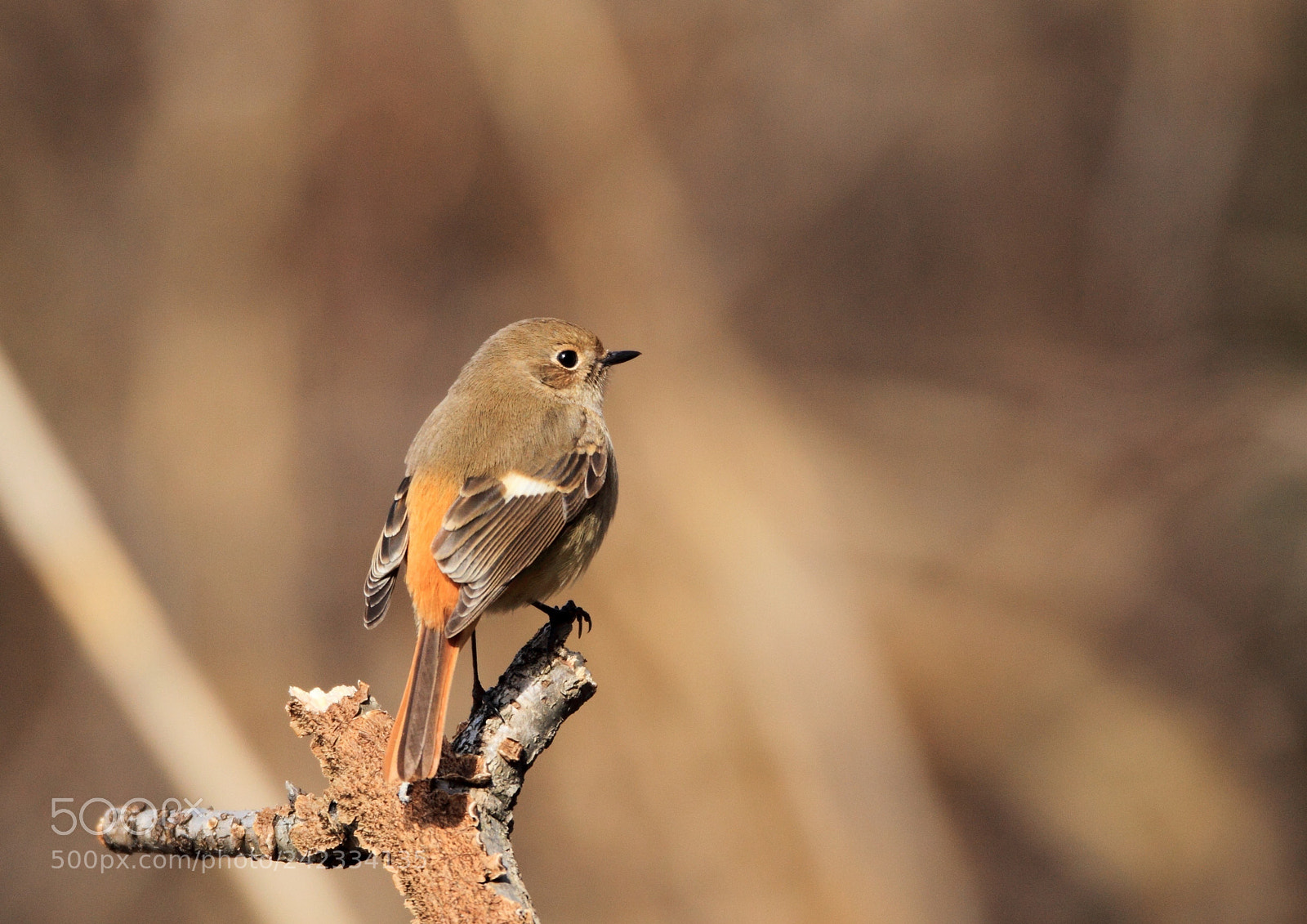 Canon EOS-1D Mark IV sample photo. ジョウビタキ daurian redstart photography