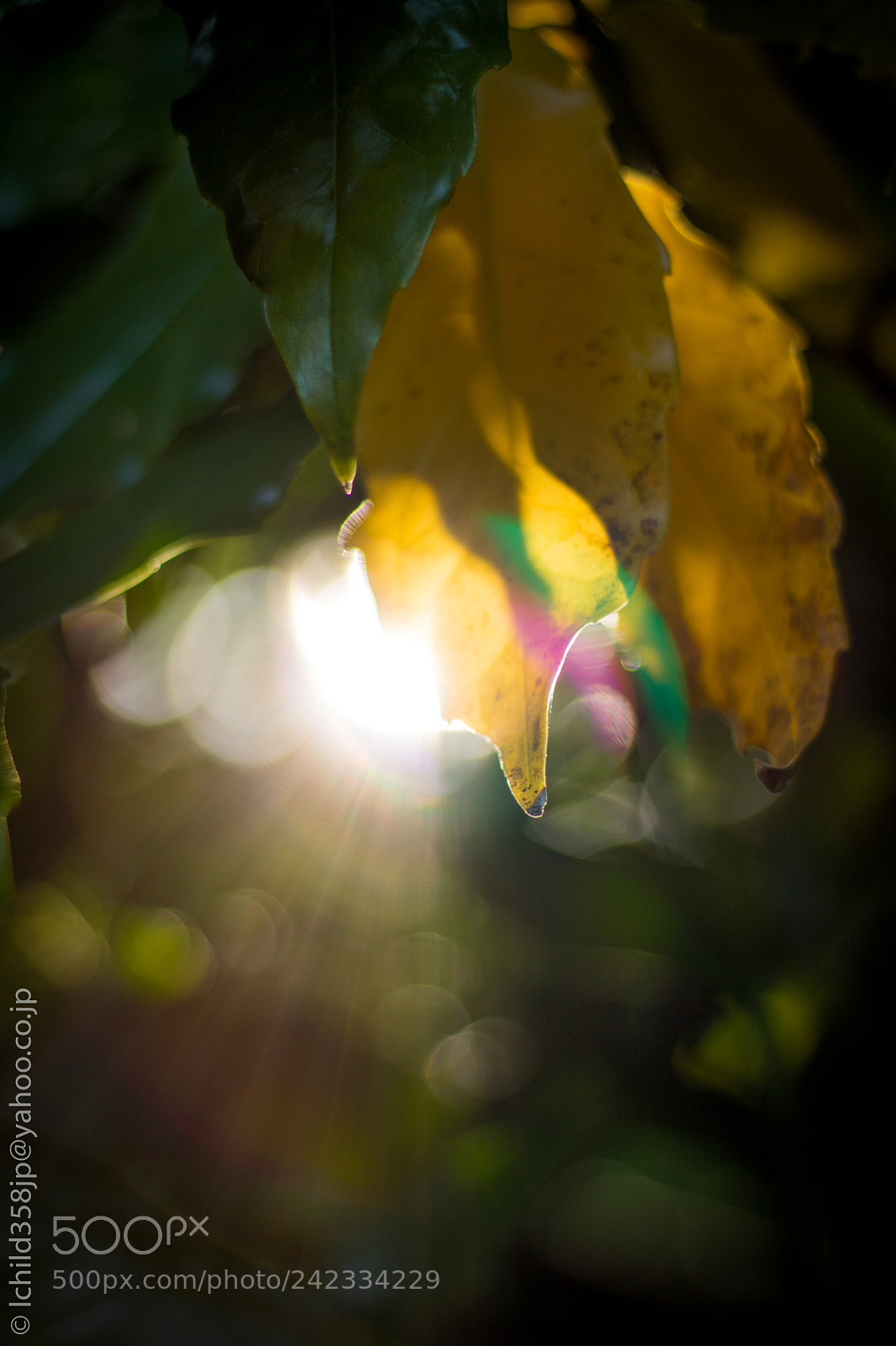 Canon EOS 760D (EOS Rebel T6s / EOS 8000D) sample photo. Untitled photography